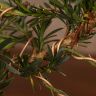 Бонсай Подокарпус 30 см фото 3 &mdash; Luxury Plants