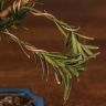 Бонсай Подокарпус 30 см фото 5 &mdash; Luxury Plants