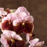 Орхидея Ванда в бокале Мишель розово-бордовая фото 1 &mdash; Luxury Plants