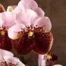 Орхидея Ванда в бокале Мишель розово-бордовая фото 5 &mdash; Luxury Plants