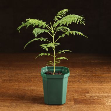 Жакаранда Мимозолистная 25/8 &mdash; Luxury Plants