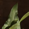 Калла нежно-розовая D12 фото 3 &mdash; Luxury Plants