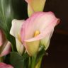Калла нежно-розовая D12 фото 2 &mdash; Luxury Plants