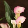 Калла нежно-розовая D12 фото 4 &mdash; Luxury Plants