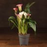 Калла нежно-розовая D12 фото 1 &mdash; Luxury Plants