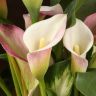 Калла нежно-розовая D12 фото 5 &mdash; Luxury Plants