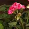 Пеларгония герань зональная микс д12 фото 3 &mdash; Luxury Plants