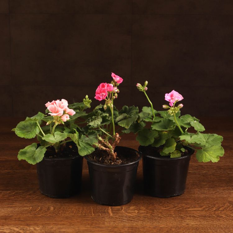 Пеларгония герань зональная микс д12 фото 1 &mdash; Luxury Plants