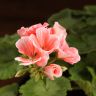Пеларгония герань зональная микс д12 фото 2 &mdash; Luxury Plants