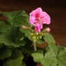 Пеларгония герань зональная микс д12 фото 4 &mdash; Luxury Plants