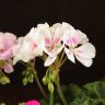 Пеларгония герань зональная микс д12 фото 2 &mdash; Luxury Plants