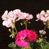 Пеларгония герань зональная микс д12 фото 4 &mdash; Luxury Plants