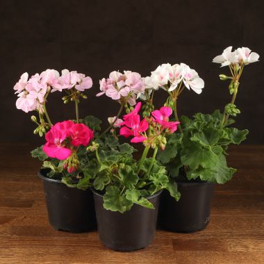Пеларгония герань зональная микс д12 &mdash; Luxury Plants