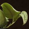 Сциндапсус Пиктус 20/12 фото 5 &mdash; Luxury Plants