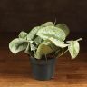 Сциндапсус Пиктус 20/12 фото 1 &mdash; Luxury Plants