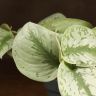 Сциндапсус Пиктус 20/12 фото 4 &mdash; Luxury Plants