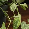 Сциндапсус Аргиреус 20/12 фото 3 &mdash; Luxury Plants