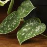 Сциндапсус Аргиреус 20/12 фото 4 &mdash; Luxury Plants