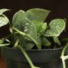 Сциндапсус Аргиреус 20/12 фото 2 &mdash; Luxury Plants