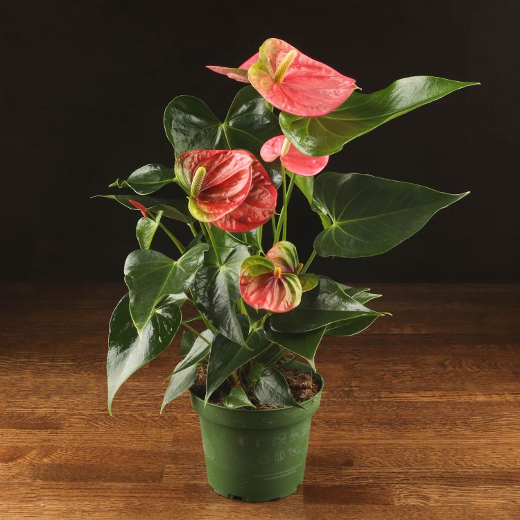 Антуриум Андрианум розовый D14 фото 1 &mdash; Luxury Plants