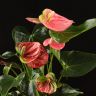 Антуриум Андрианум розовый D14 фото 5 &mdash; Luxury Plants