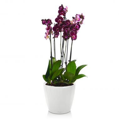 Орхидея фаленопсис Блэк Принц в Lechuza Classico LS 21 &mdash; Luxury Plants