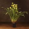 Орхидея цимбидиум салатовая с бордовым D14 фото 2 &mdash; Luxury Plants