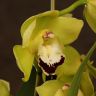 Орхидея цимбидиум салатовая с бордовым D14 фото 3 &mdash; Luxury Plants