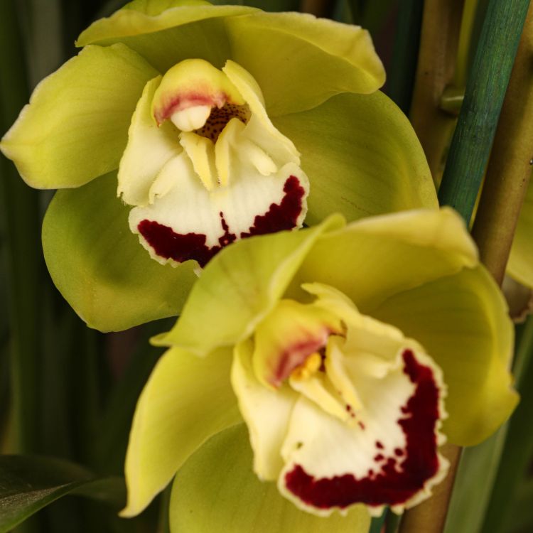 Орхидея цимбидиум салатовая с бордовым D14 фото 1 &mdash; Luxury Plants