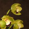 Орхидея цимбидиум салатовая с бордовым D14 фото 4 &mdash; Luxury Plants