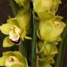 Орхидея цимбидиум салатовая с бордовым D14 фото 5 &mdash; Luxury Plants