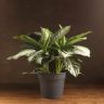 Аглаонема Сильвер Бей 80/34 фото 1 &mdash; Luxury Plants