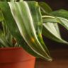 Драцена Деремская д12 уценка фото 2 &mdash; Luxury Plants