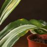 Драцена Деремская д12 уценка фото 3 &mdash; Luxury Plants