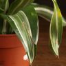 Драцена Деремская д12 уценка фото 4 &mdash; Luxury Plants