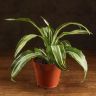 Драцена Деремская д12 уценка фото 1 &mdash; Luxury Plants