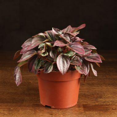 Пеперомия Каперата Кайен 20/12 &mdash; Luxury Plants
