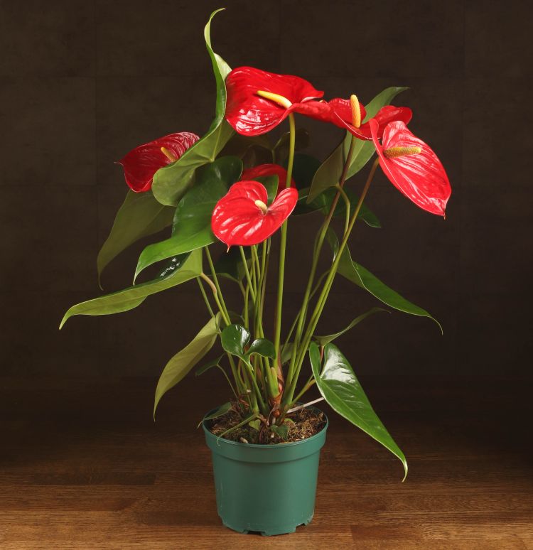 Антуриум Андрианум красный D17 фото 1 &mdash; Luxury Plants