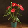 Антуриум Андрианум красный D17 фото 1 &mdash; Luxury Plants