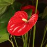 Антуриум Андрианум красный D17 фото 2 &mdash; Luxury Plants