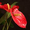 Антуриум Андрианум красный D17 фото 3 &mdash; Luxury Plants