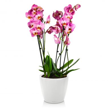 Орхидея фаленопсис Cinders в Lechuza Classico LS 21 &mdash; Luxury Plants