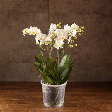Орхидея Фаленопсис белая 4 ст д17 &mdash; Luxury Plants
