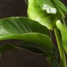 Стрелиция Николая 90/21 фото 2 &mdash; Luxury Plants