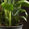Стрелиция Николая 90/21 фото 3 &mdash; Luxury Plants
