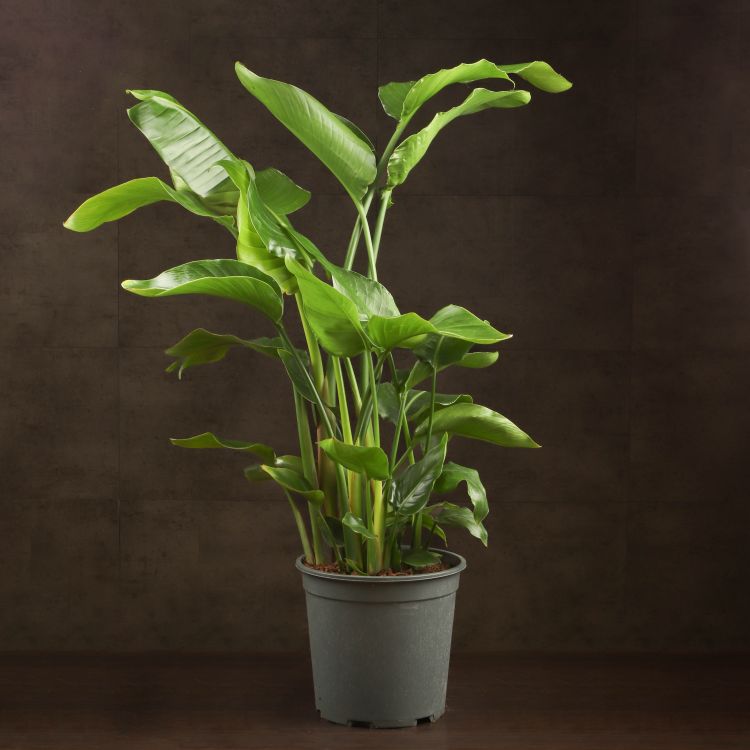 Стрелиция Николая 90/21 фото 1 &mdash; Luxury Plants