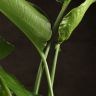 Стрелиция Николая 90/21 фото 4 &mdash; Luxury Plants