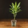 Драцена Чинто 45/13 фото 1 &mdash; Luxury Plants
