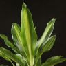 Драцена Чинто 45/13 фото 3 &mdash; Luxury Plants