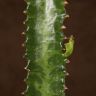 Эуфорбия Тригона 70/17 фото 3 &mdash; Luxury Plants